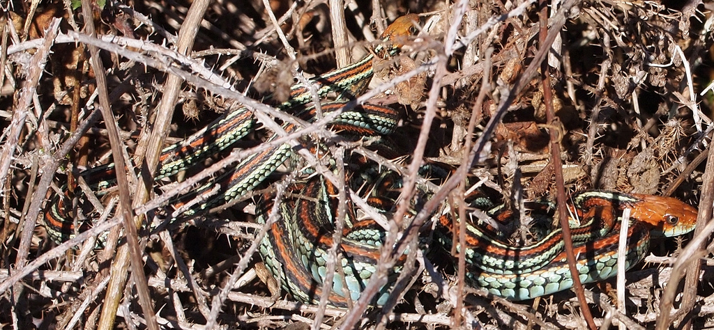 A Snake In The Briar Patch Radio Interference High Tech Forum